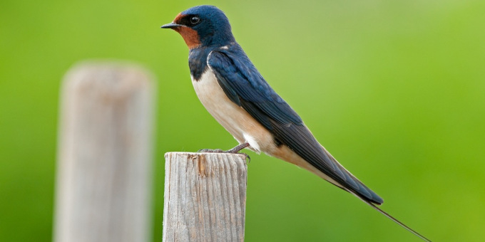 Hirondelle rustique perché sur un piquet dans la nature